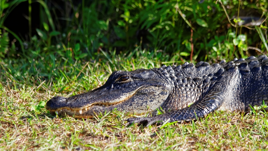 02 - Everglade NP (64).jpg